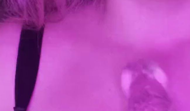 Sweet beginner dildo titfuck