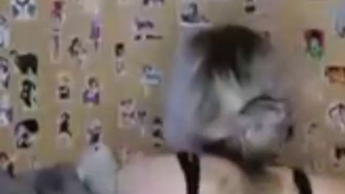 Goth whore on the internet: big tits in a dark look!